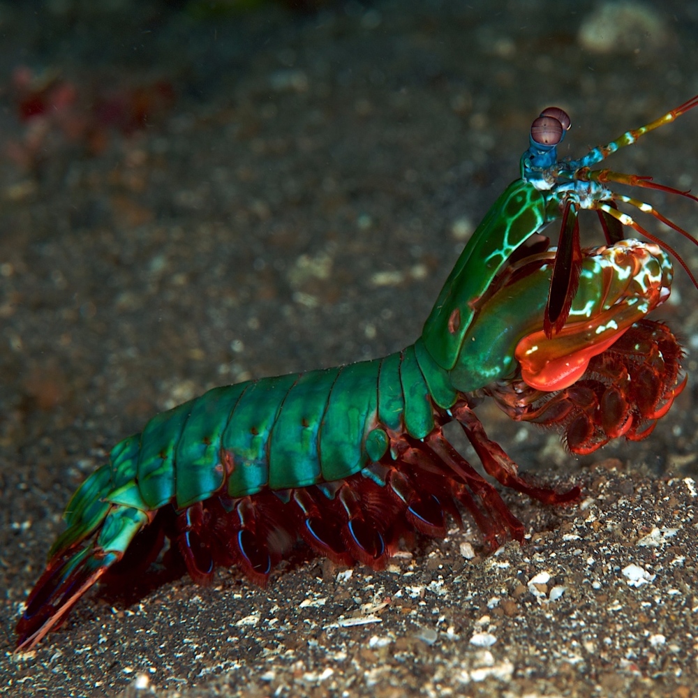 Meet your Posher, Vahe